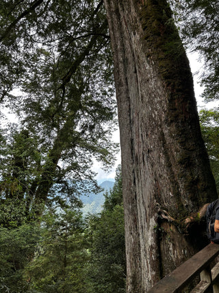 阿里山檜木｜探索阿里山檜木精油的奇妙功效：自然療愈的力量