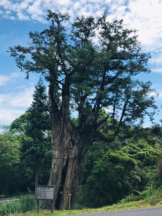 什麼是阿里山檜木？為什麼它的香氣特別療癒