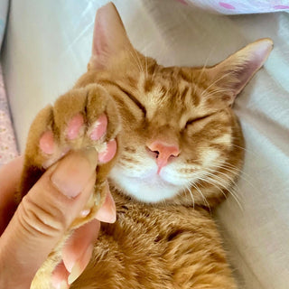 「香守貓」聖木線香套裝 - Good Vibes Select